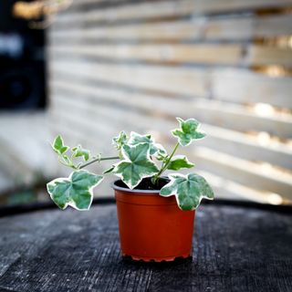 Pelargonium 'L'elegante'