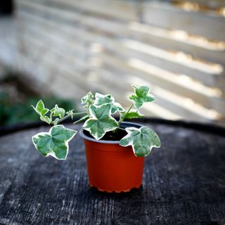 Pelargonium 'L'elegante'