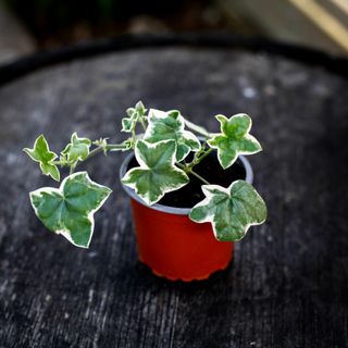 Pelargonium 'L'elegante'