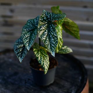 Begonia 'Silver Wings' 12 cm