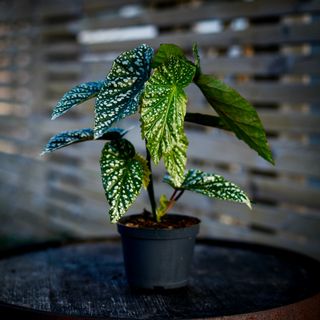 Begonia 'Silver Wings' 12 cm