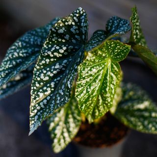 Begonia 'Silver Wings' 12 cm
