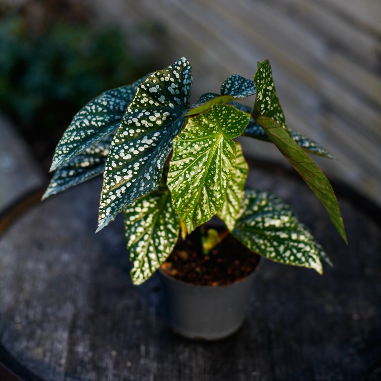 Begonia x Albopicta 'Silver Wings' 12 cm