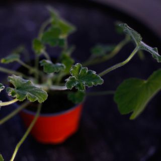 Pelargonium tomentosum 12 cm