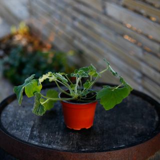 Pelargonium tomentosum 12 cm
