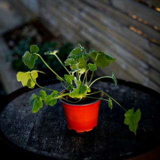 Pelargonium tomentosum 12 cm