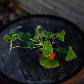 Pelargonium tomentosum 12 cm