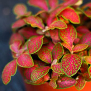 Fittonia orange