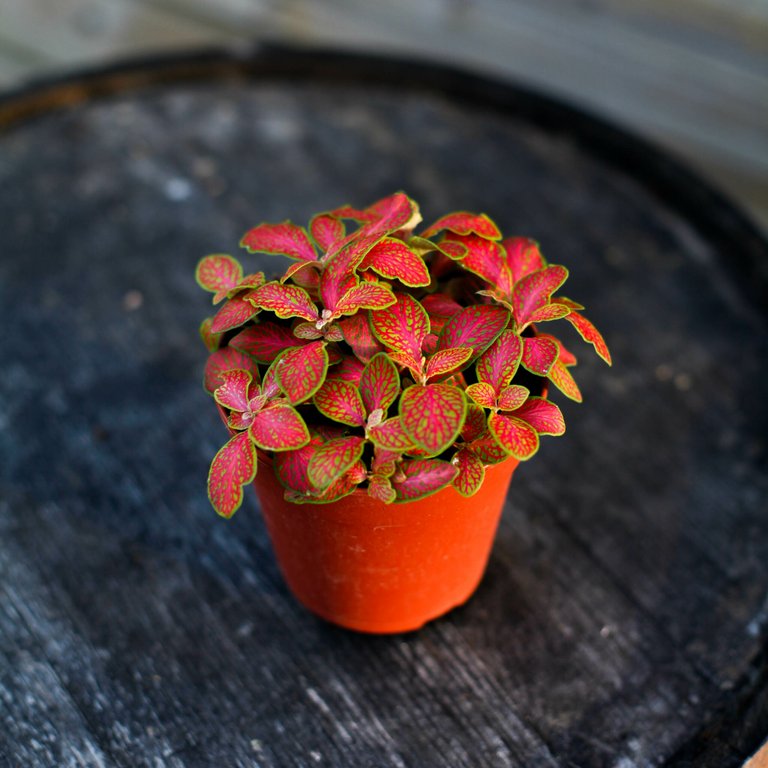 Fittonia orange 12 cm