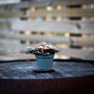 Saxifraga 'Tricolor'