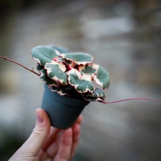 Saxifraga 'Tricolor'