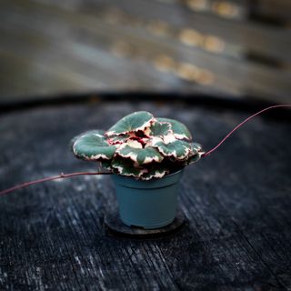 Saxifraga 'Tricolor'