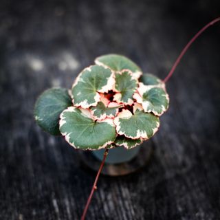 Saxifraga 'Tricolor'