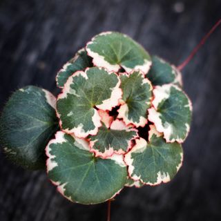 Saxifraga 'Tricolor'
