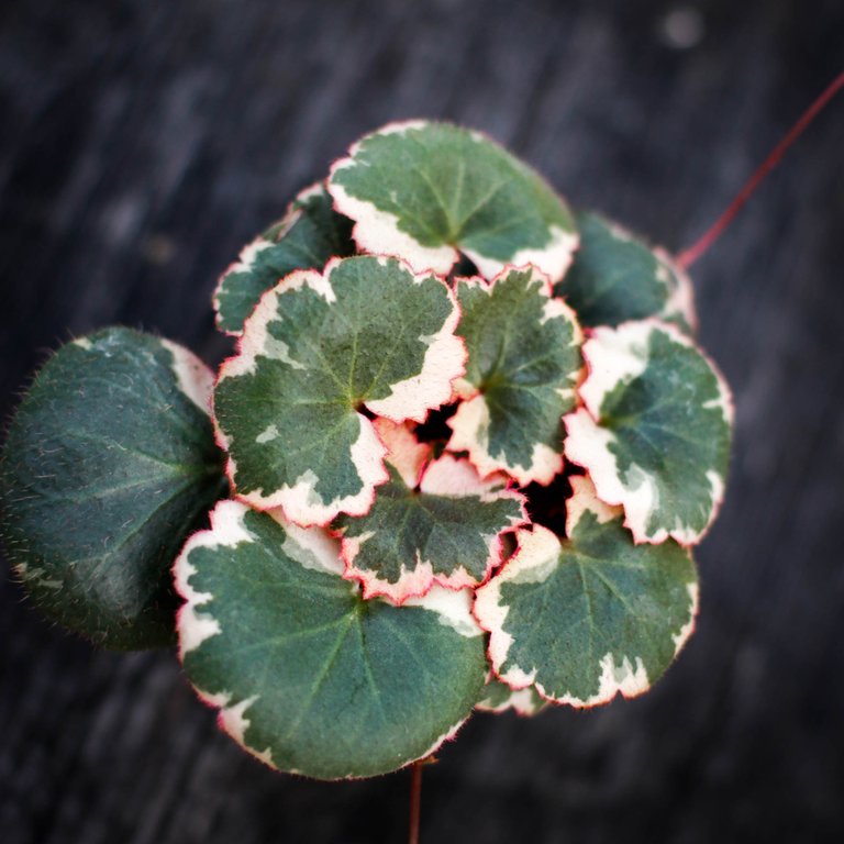Saxifraga 'Tricolor' 6 cm
