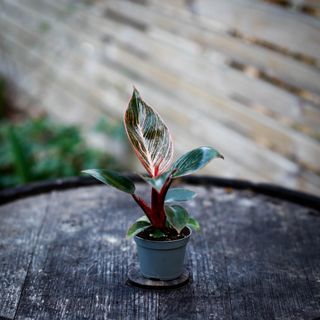 Philodendron 'Pink Bikini'