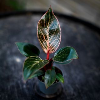 Philodendron 'Pink Bikini'