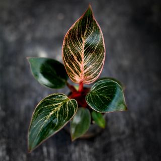 Philodendron 'Pink Bikini'