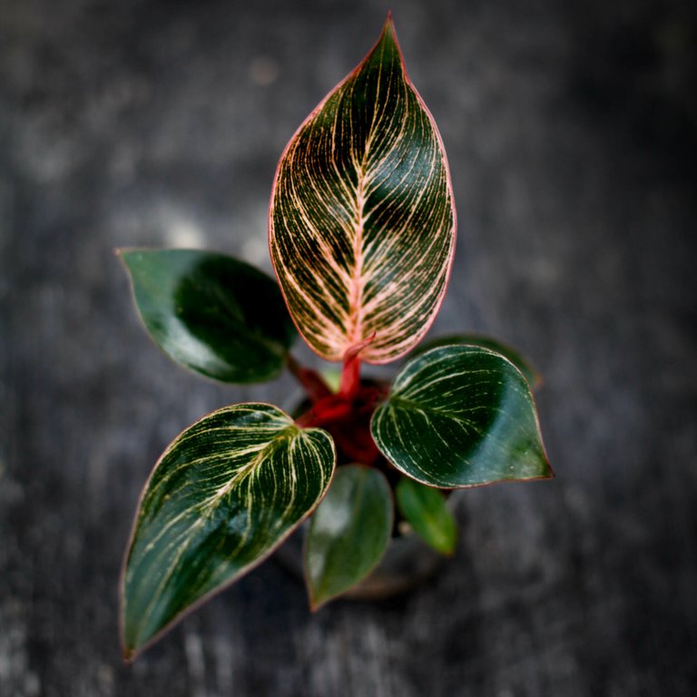 Philodendron 'Pink Bikini' 6 cm