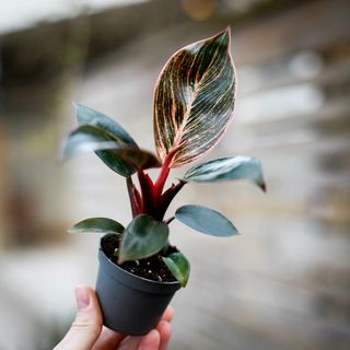 Philodendron 'Pink Bikini'