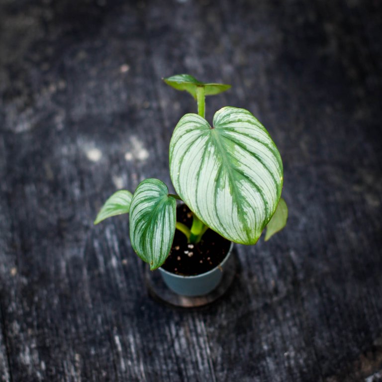 Philodendron mamei 6 cm