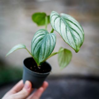 Philodendron mamei