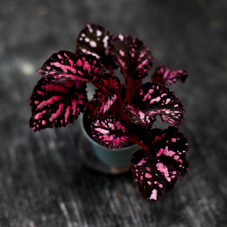 Begonia 'Pink Pop' 6 cm