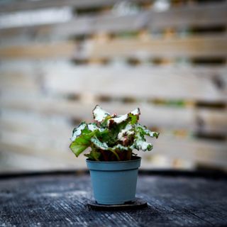Begonia rex 'Escargot'