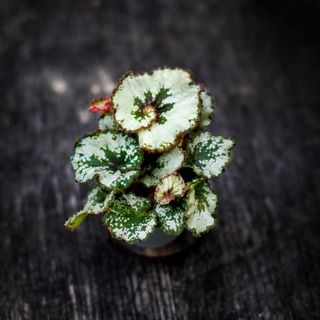 Begonia rex 'Escargot'