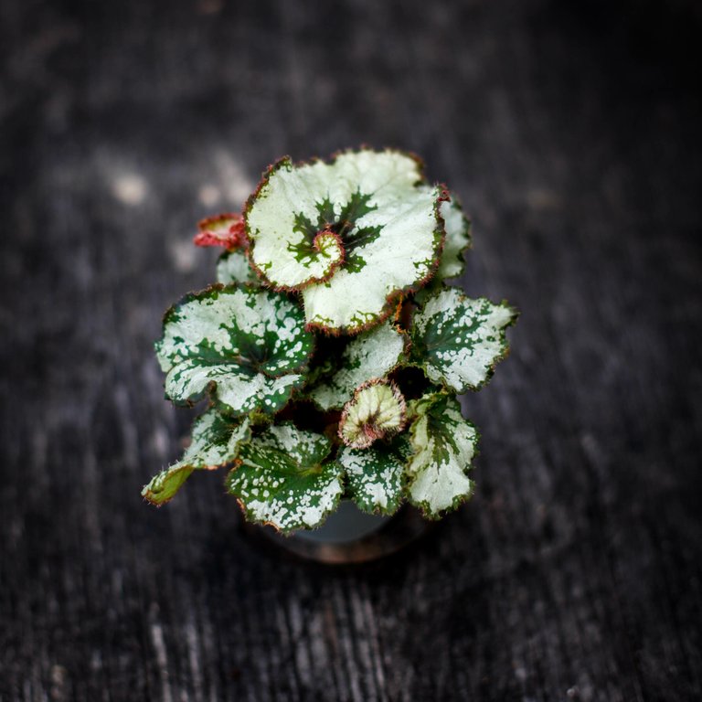 Begonia rex 'Escargot' 6 cm