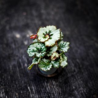 Begonia rex 'Escargot'