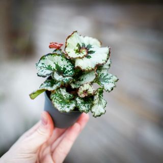 Begonia rex 'Escargot'