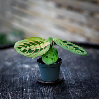 Maranta 'Red Stripe'