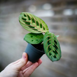 Maranta 'Red Stripe'