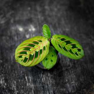 Maranta 'Red Stripe'