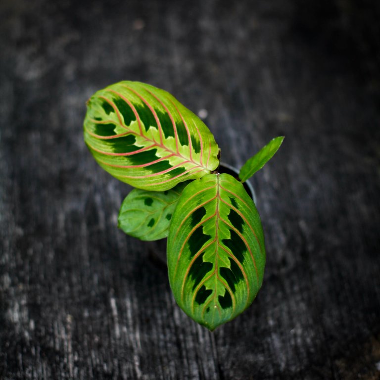 Maranta leuconeura 'Red Stripe' 6 cm