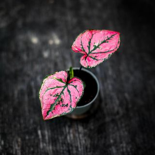 Caladium 'Purple Light'