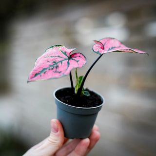Caladium 'Purple Light'