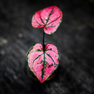 Caladium 'Purple Light'