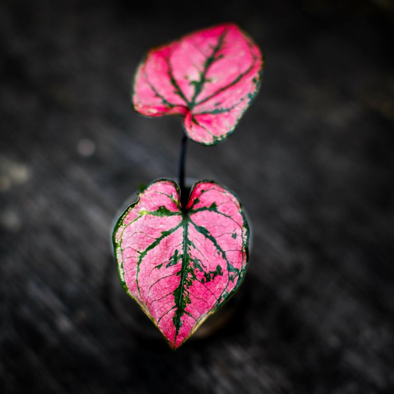Caladium 'Purple Light' 6 cm