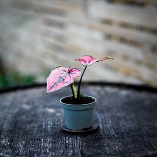 Caladium 'Purple Light'