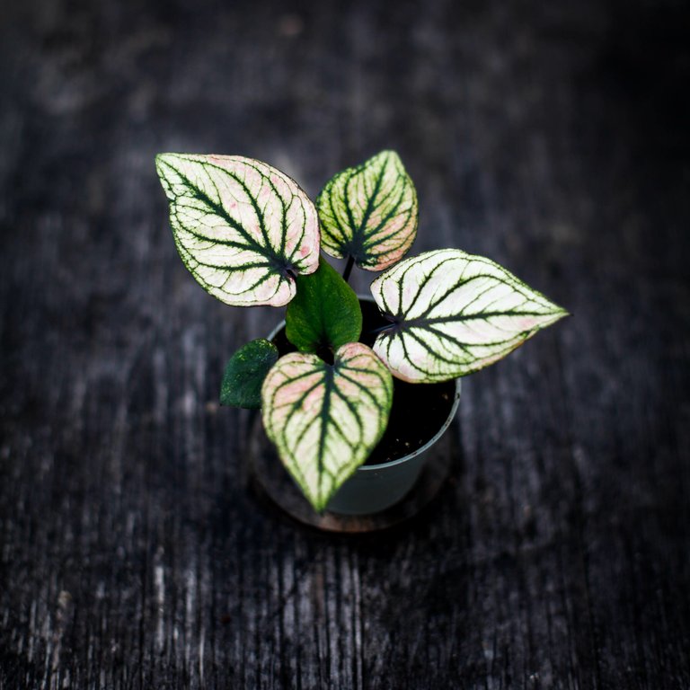 Caladium 'Pliage'