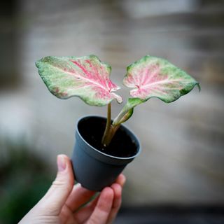 Caladium maculatum