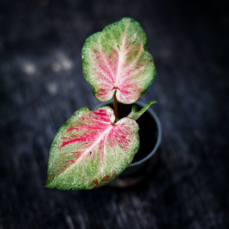 Caladium maculatum 6 cm