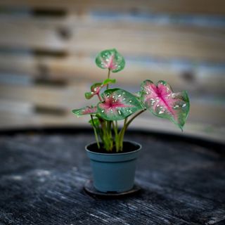 Caladium ’Casey’