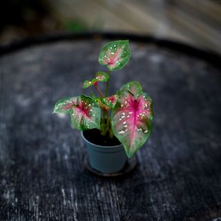 Caladium ’Casey’