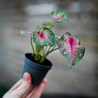 Caladium ’Casey’
