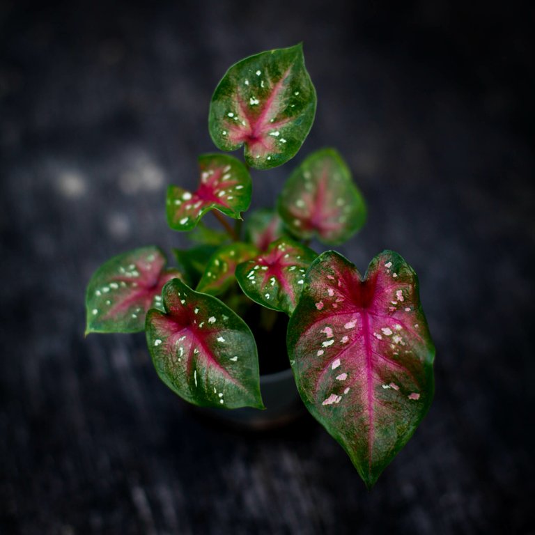Caladium ’Casey’ 6 cm