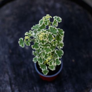 Pelargonium crispum 'Variegated'