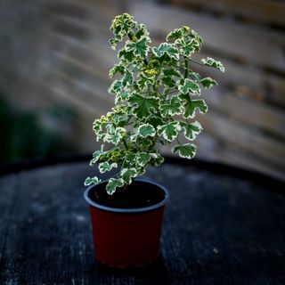Pelargonium crispum 'Variegated'